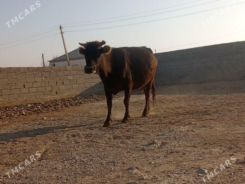 sygyr - Bäherden - img 2