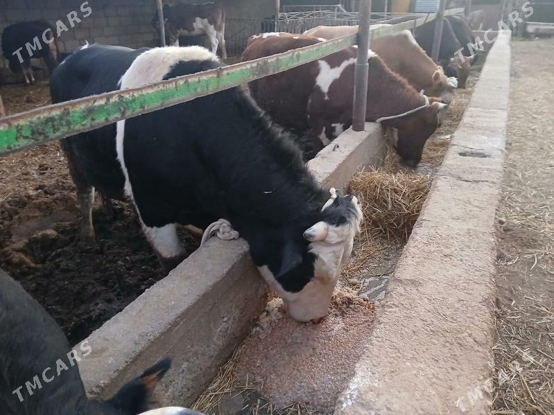 окуз - Балканабат - img 3