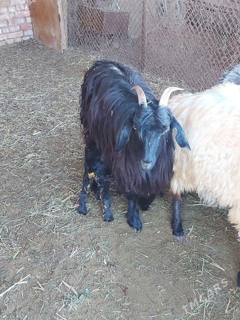 Owlakly geci - Babadaýhan - img 1