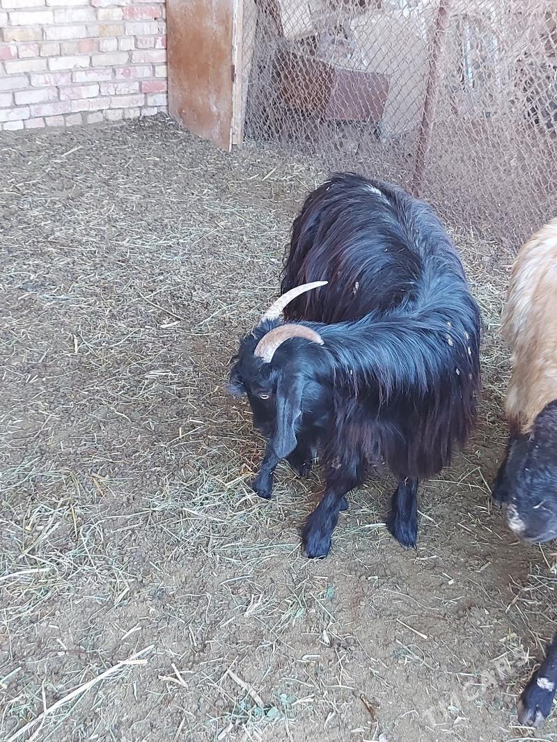 Owlakly geci - Babadaýhan - img 3