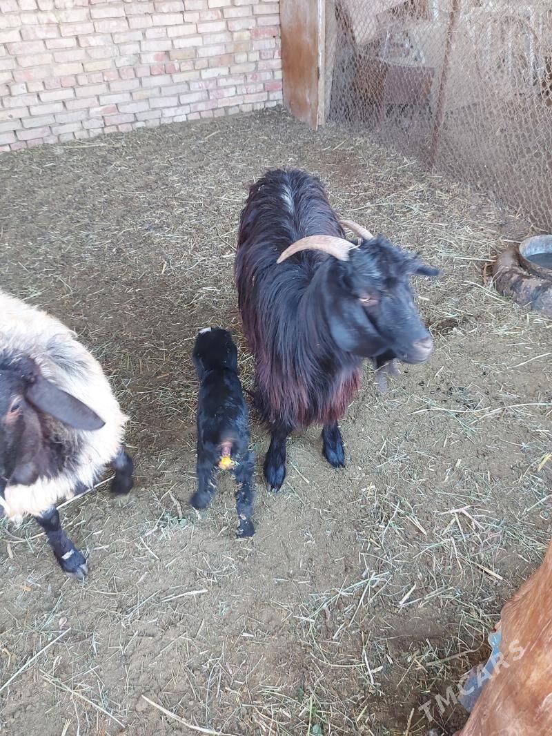 Owlakly geci - Babadaýhan - img 4