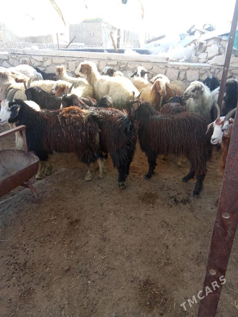 tokly - Türkmenbaşy - img 3