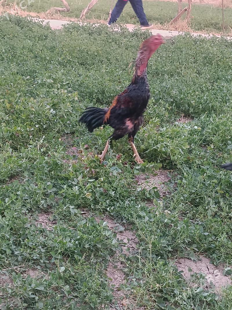 horaz - Дянев - img 3