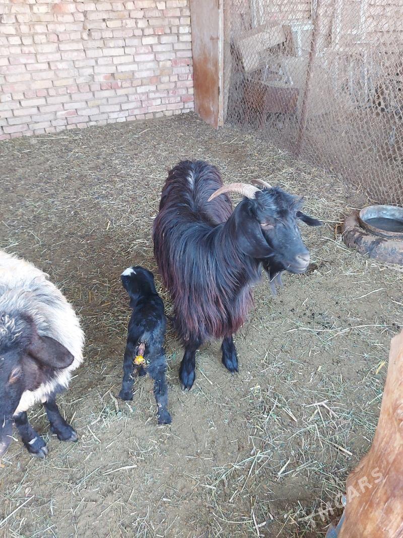 Owlakly geci - Babadaýhan - img 2