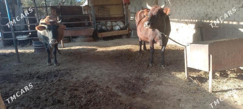 agyr bogaz - Mary - img 2