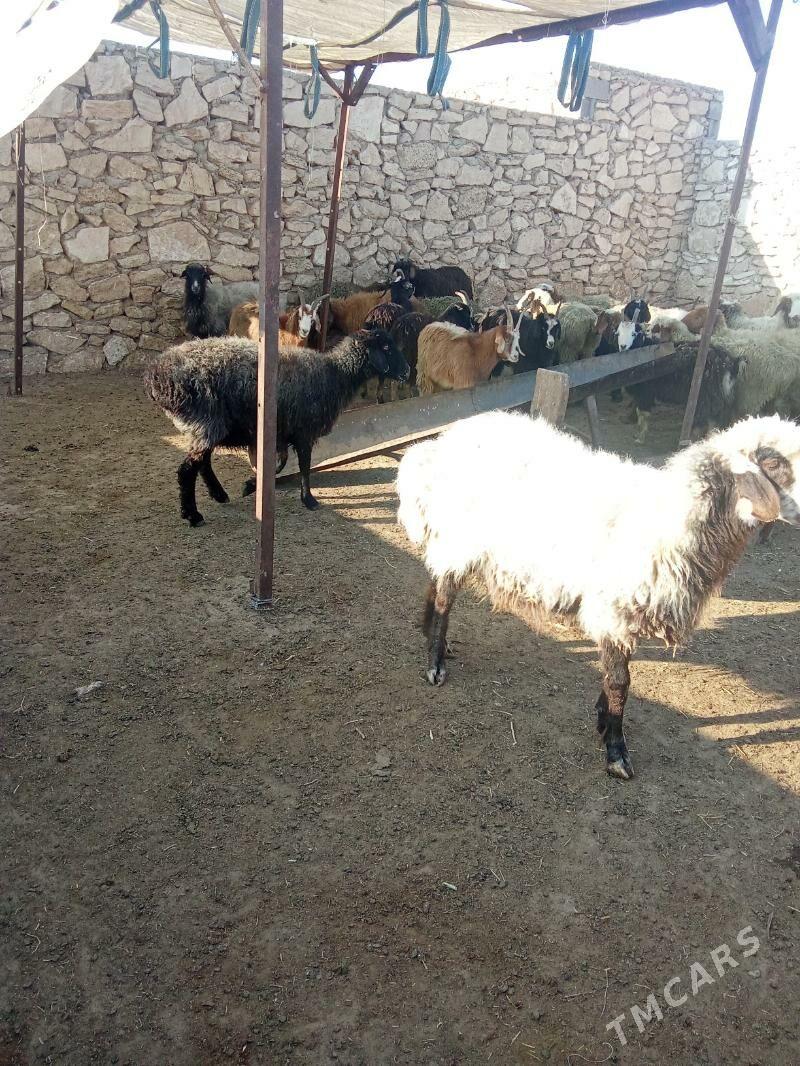 tokly - Türkmenbaşy - img 2