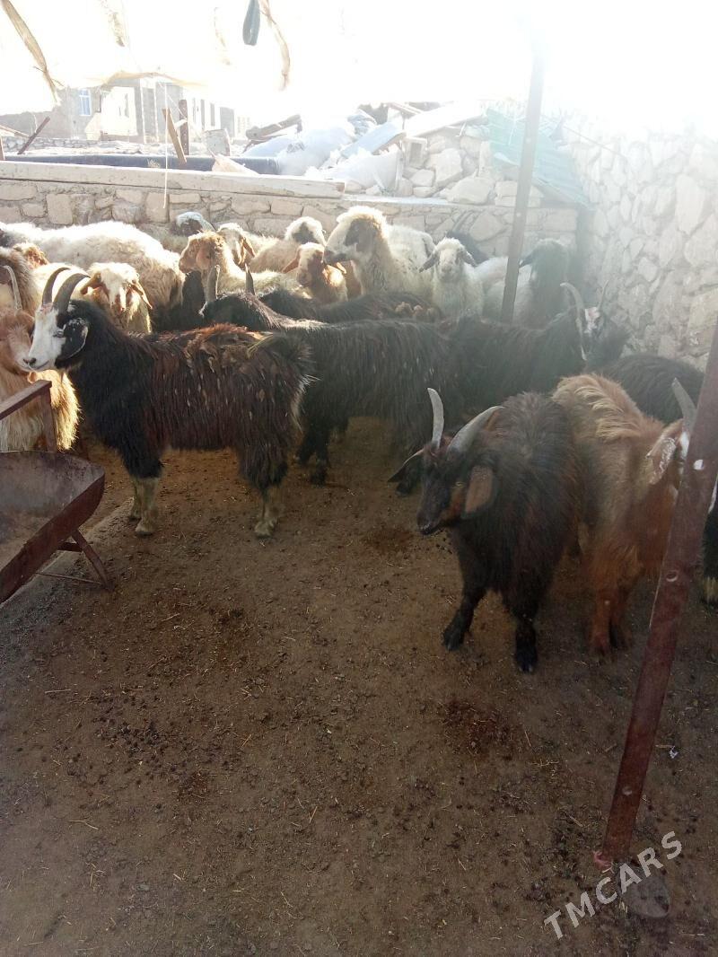 tokly - Türkmenbaşy - img 4