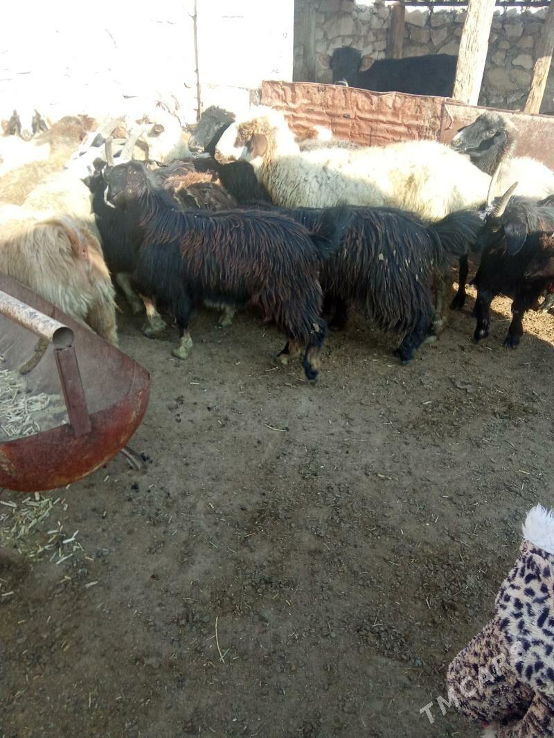 tokly - Türkmenbaşy - img 5