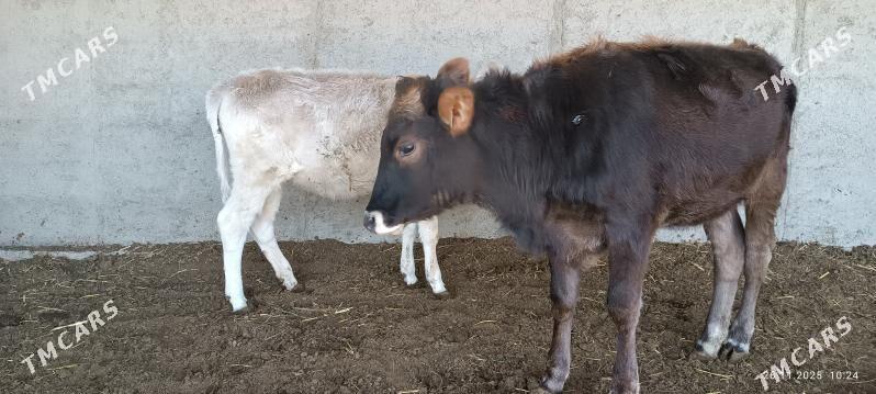 Tüwe - Bäherden - img 2