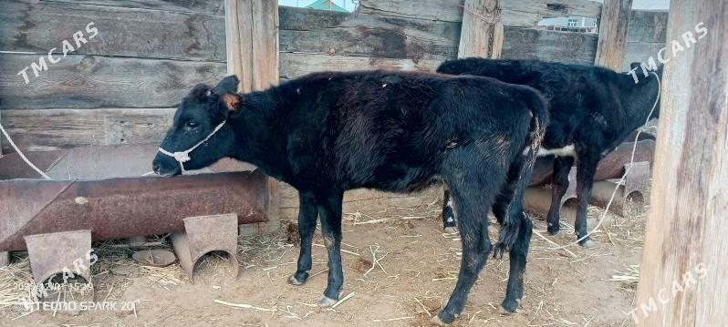 gacar - Джебел - img 2