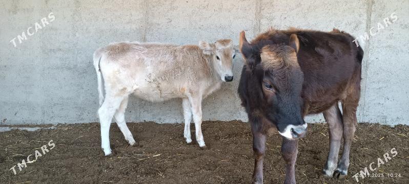 Tüwe - Bäherden - img 4