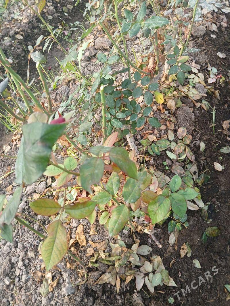 roza gul - Чарджоу - img 1