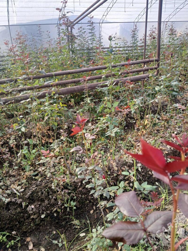 roza gul - Чарджоу - img 3