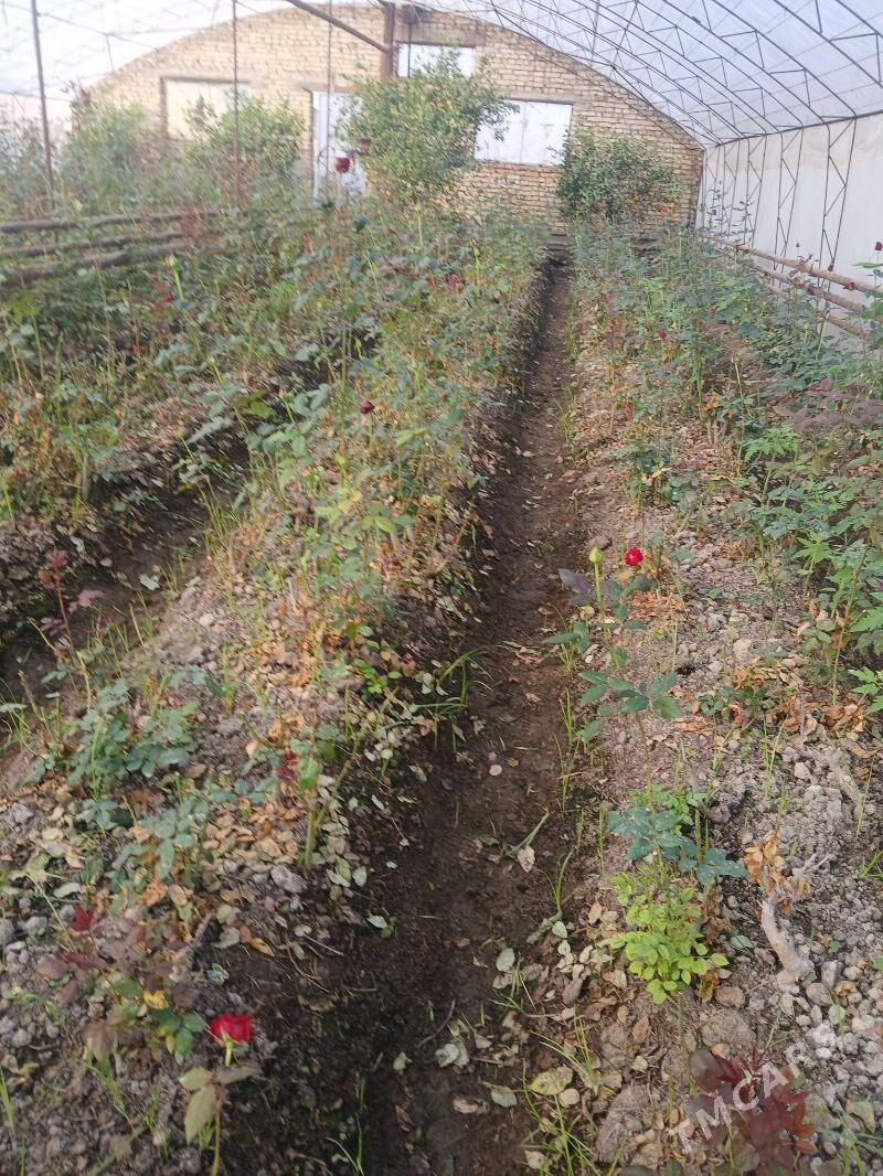 roza gul - Чарджоу - img 4