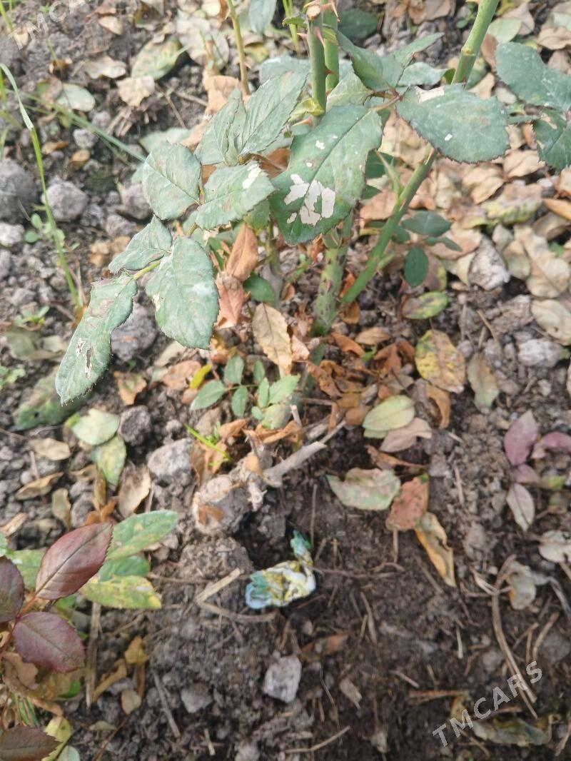 roza gul - Чарджоу - img 2