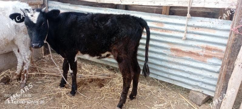 gacar - Джебел - img 3