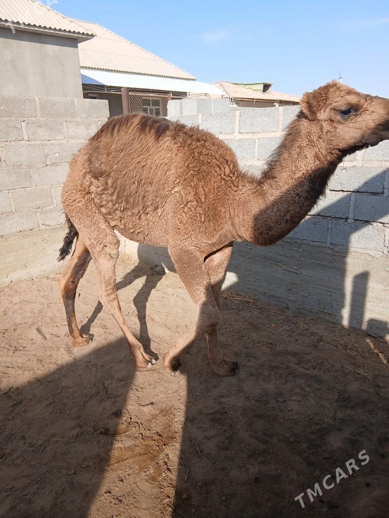 düýeler - Gumdag - img 2