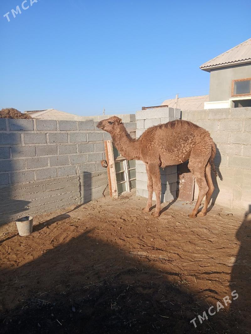 düýeler - Gumdag - img 4