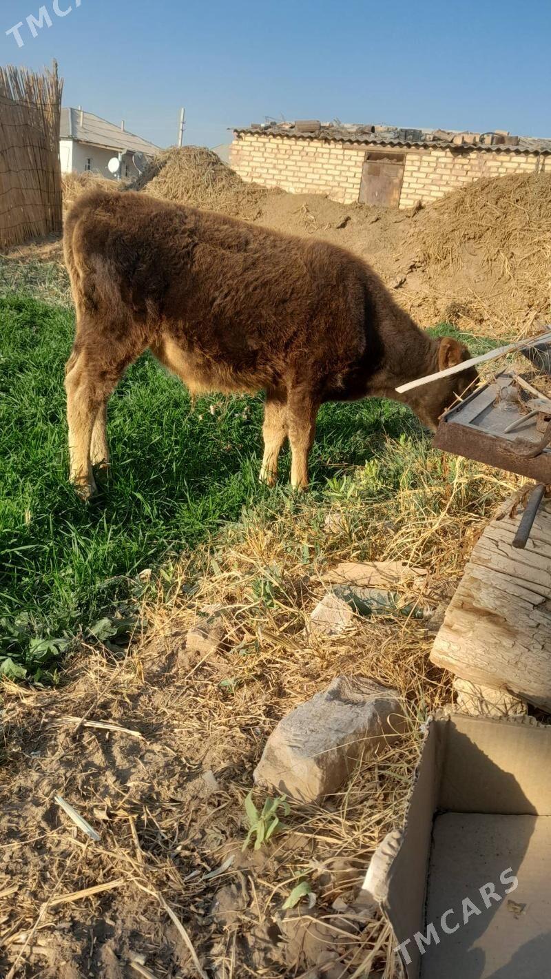 3 kouzce - Бабадайхан - img 3