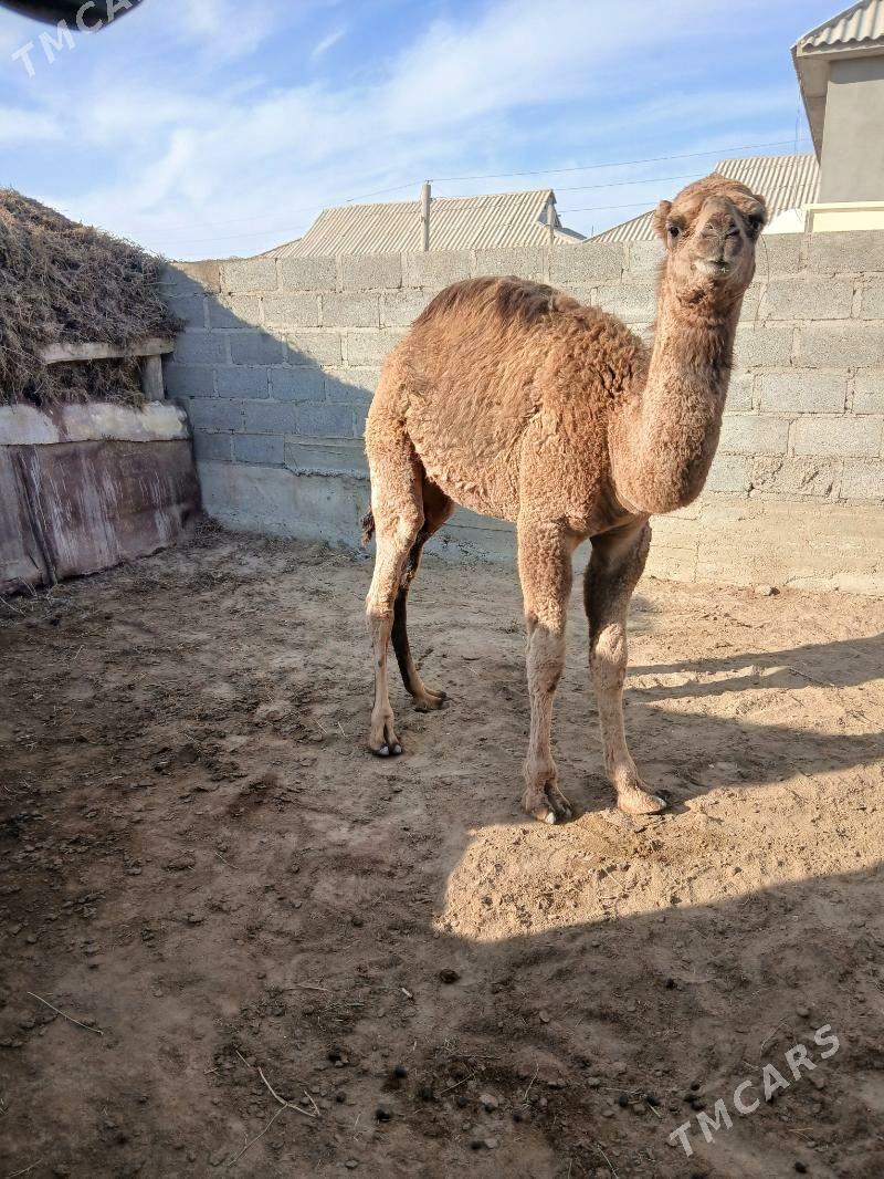 düýeler - Gumdag - img 3