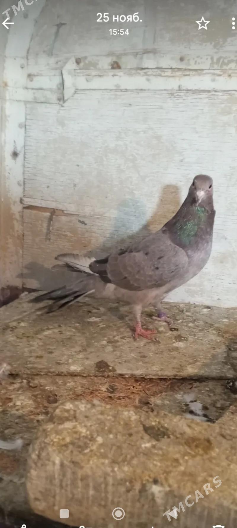 kepderi - Aşgabat - img 3