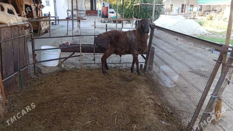 Gisar goc - Bagyr - img 7