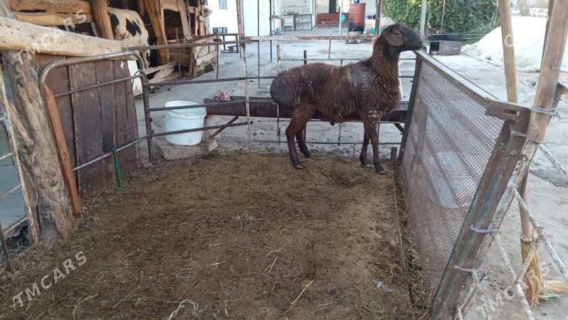 Gisar goc - Bagyr - img 5