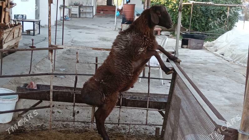 Gisar goc - Bagyr - img 2