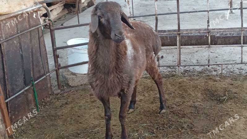 Gisar goc - Bagyr - img 6