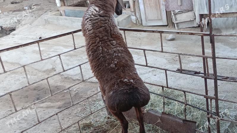 Gisar goc - Bagyr - img 8