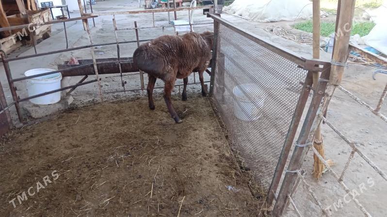 Gisar goc - Bagyr - img 9