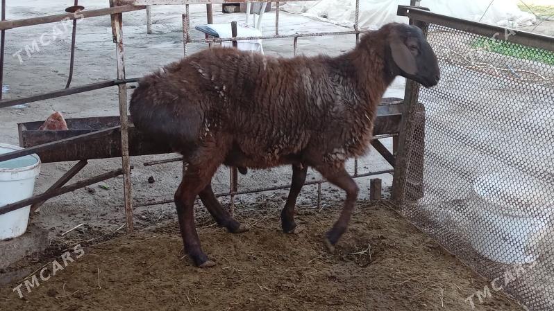 Gisar goc - Bagyr - img 3