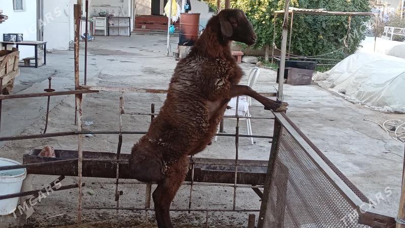 Gisar goc - Bagyr - img 1