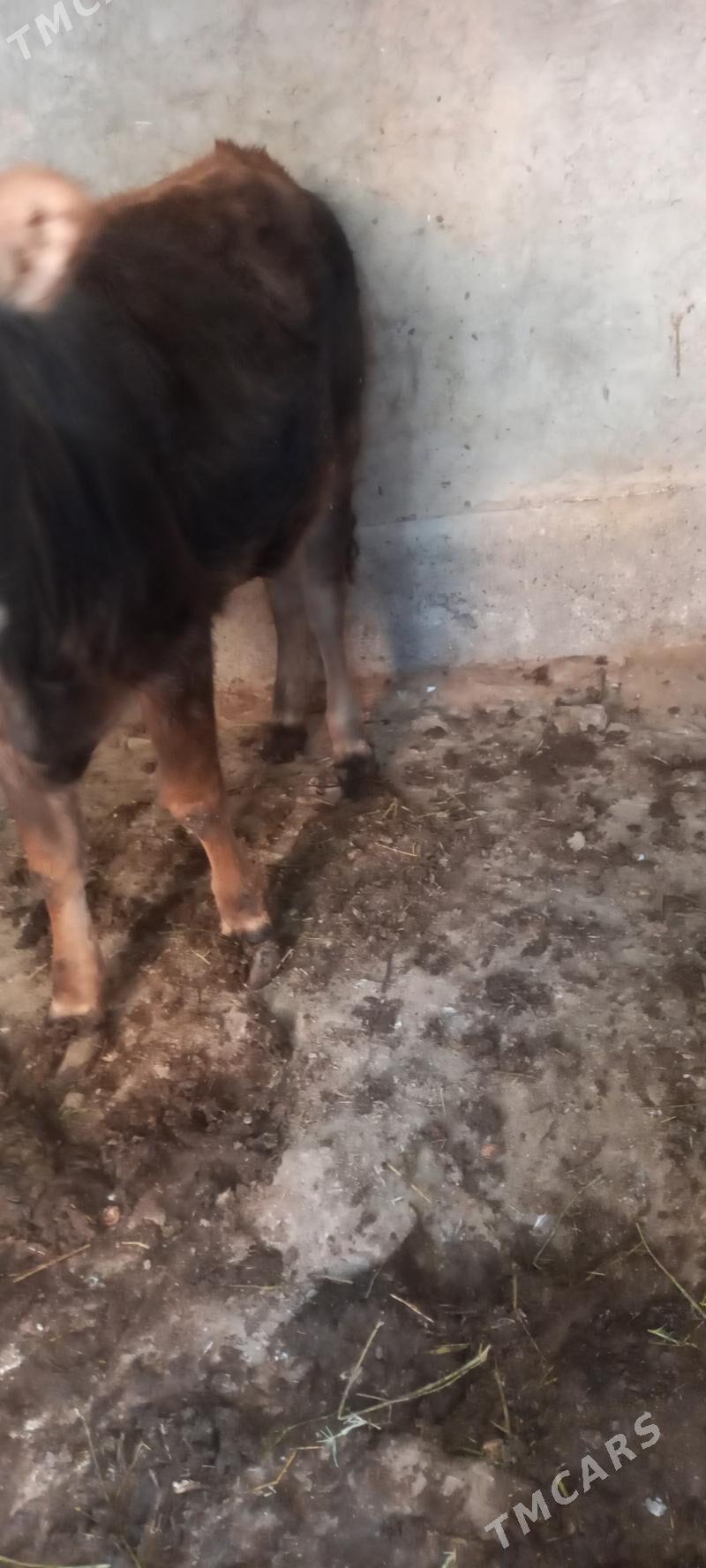 Tuwe - Tejen - img 2