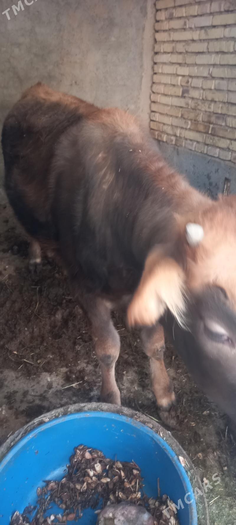 Tuwe - Tejen - img 4