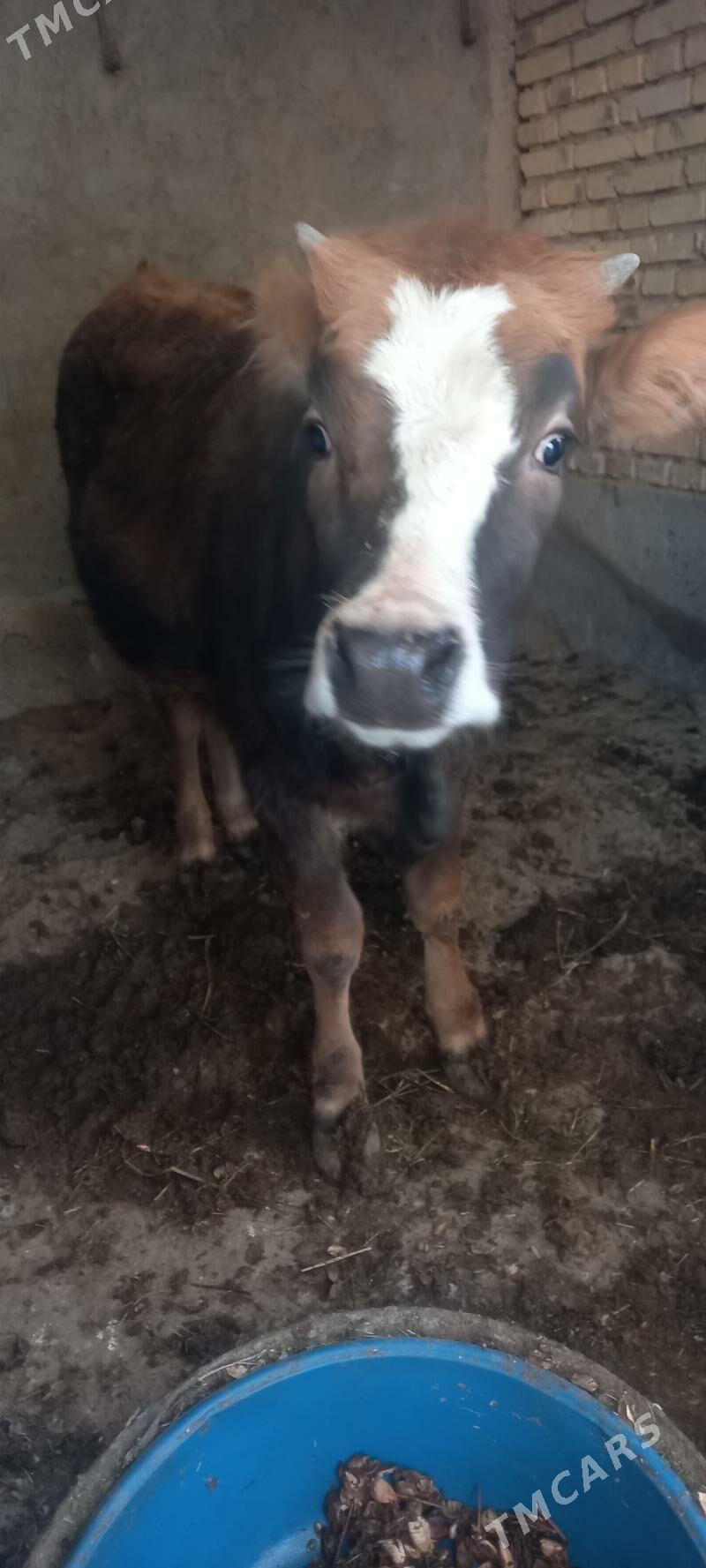 Tuwe - Tejen - img 3