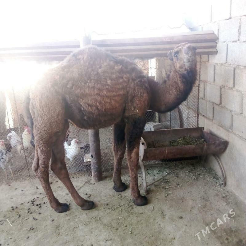 torum - Эсенгулы - img 2