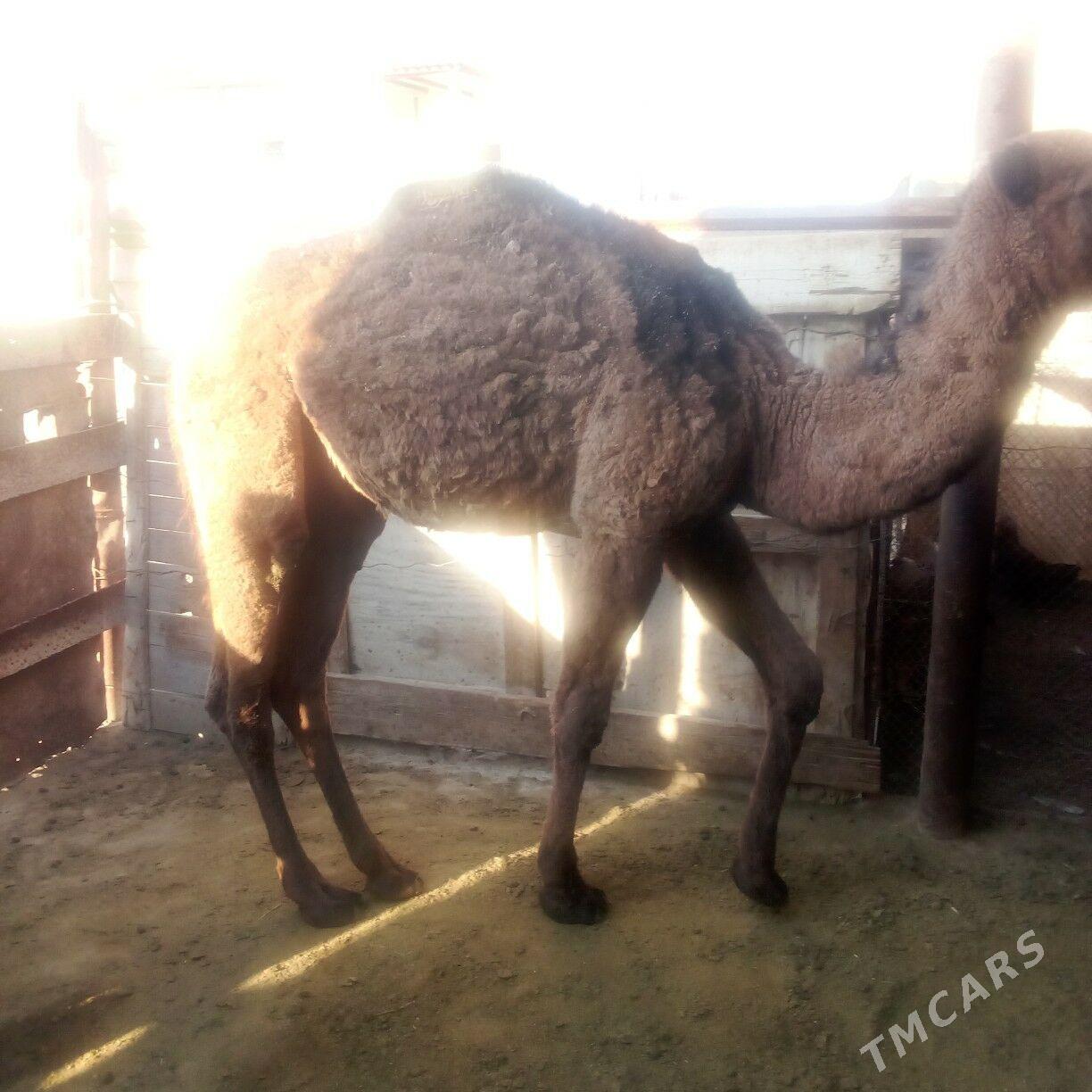 torum - Эсенгулы - img 6