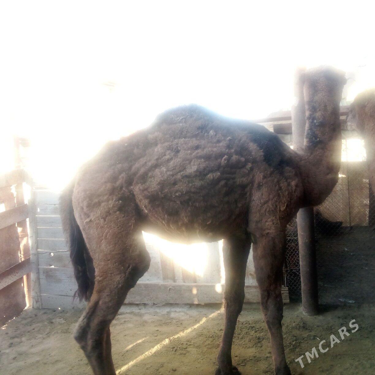 torum - Эсенгулы - img 5