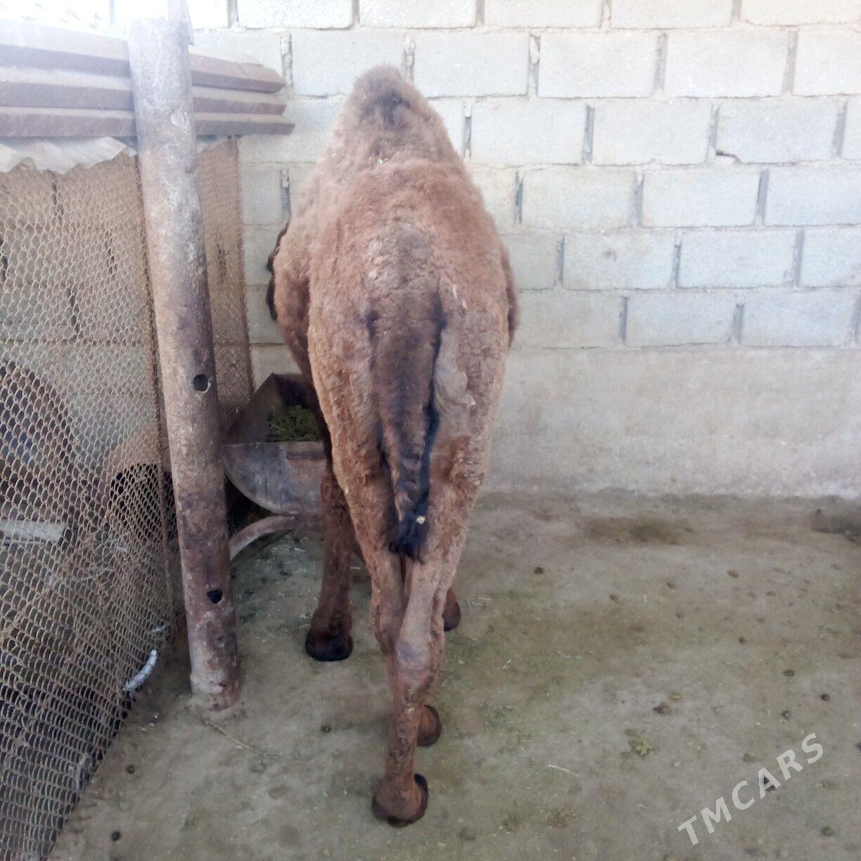 torum - Эсенгулы - img 4