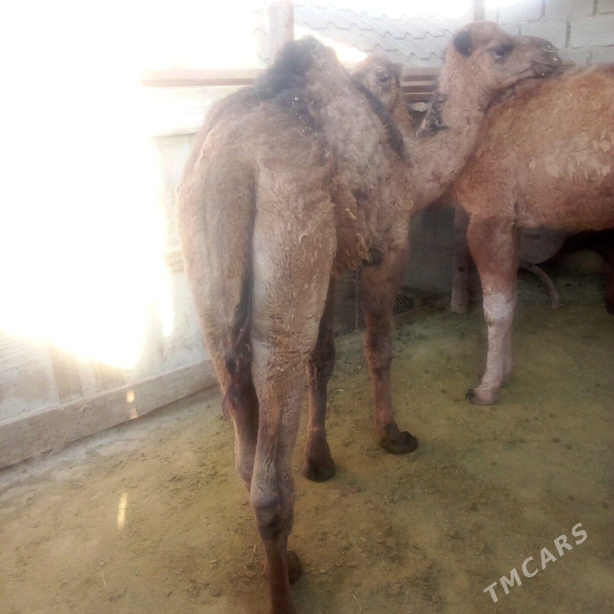 torum - Эсенгулы - img 7