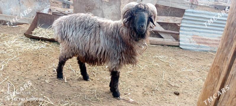 Goc - Джебел - img 2