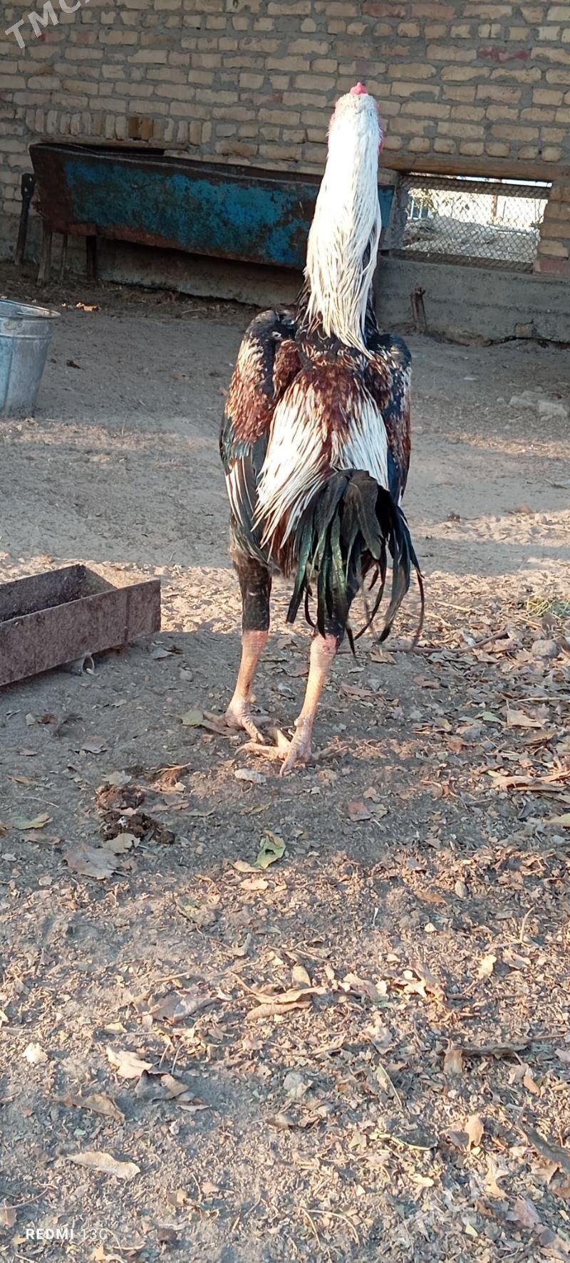 Baysy - Чарджоу - img 2