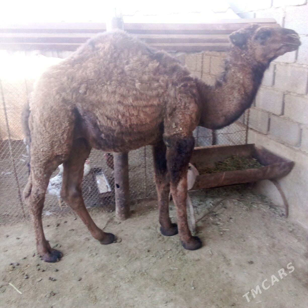 torum - Эсенгулы - img 3