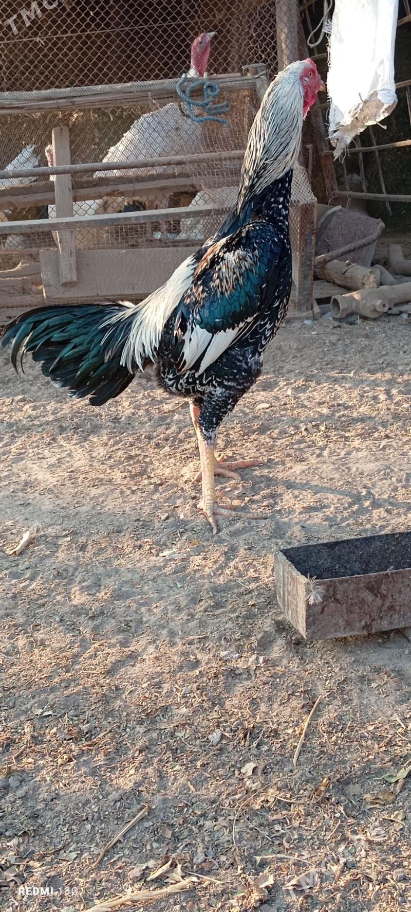 Baysy - Чарджоу - img 3