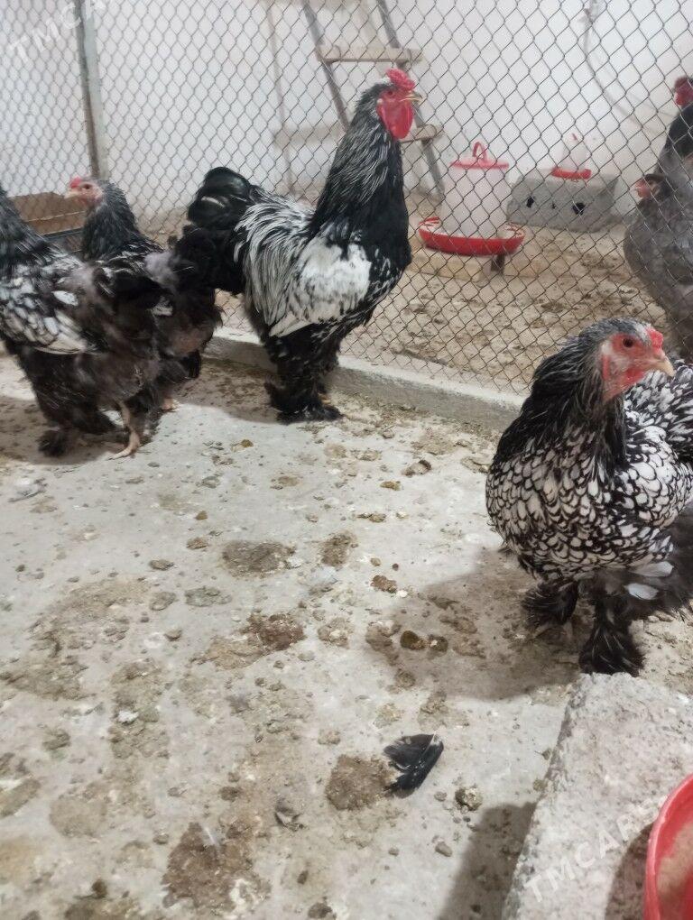 Brama ýumurtga - Täze zaman - img 6