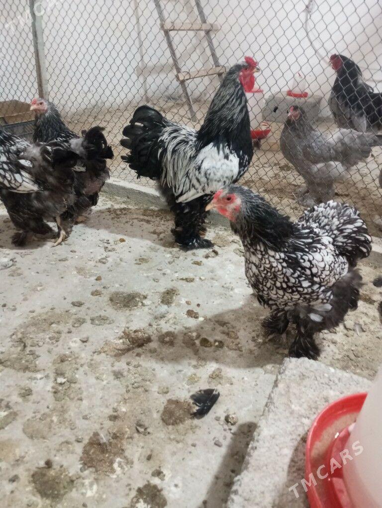 Brama ýumurtga - Täze zaman - img 1