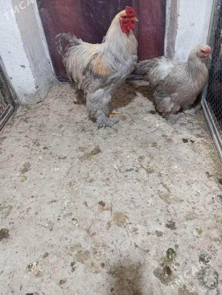 Brama ýumurtga - Täze zaman - img 3