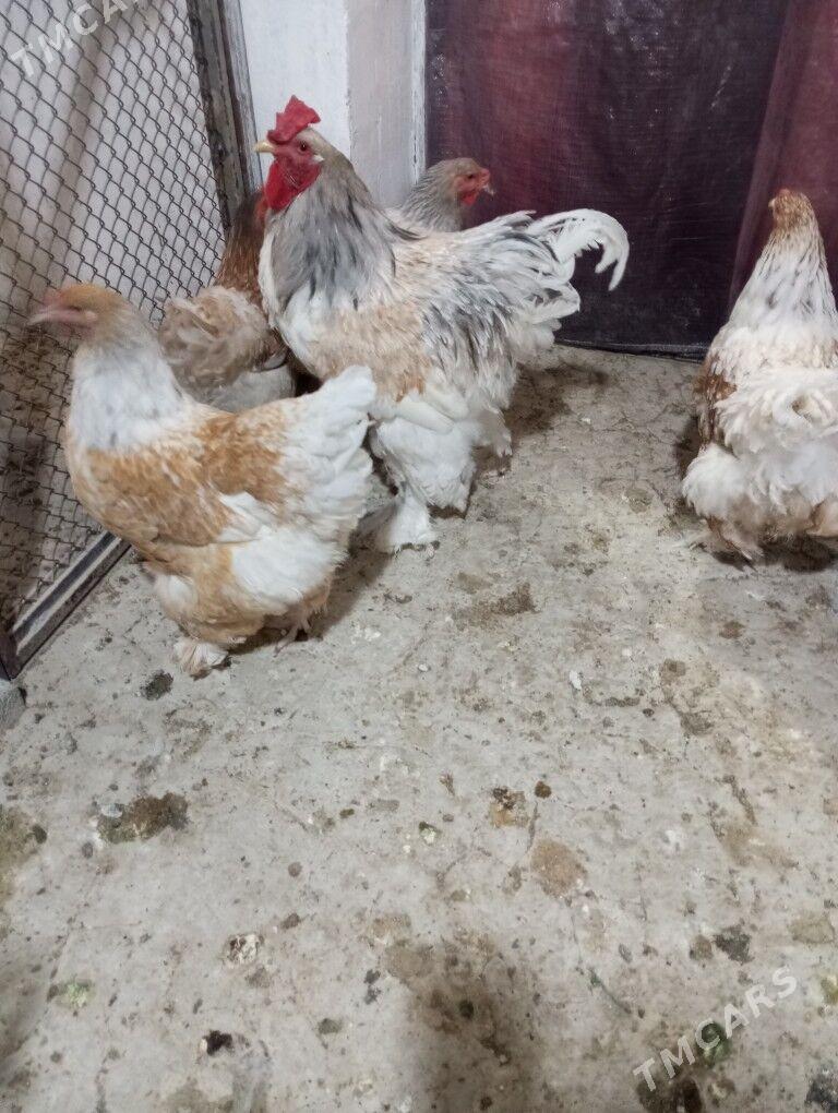 Brama ýumurtga - Täze zaman - img 5