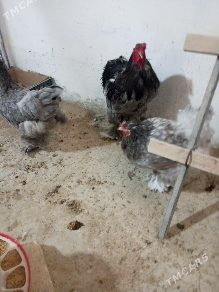 Brama ýumurtga - Täze zaman - img 2